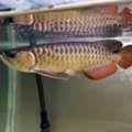 SAR 3600,  Asian Arowana For Sale