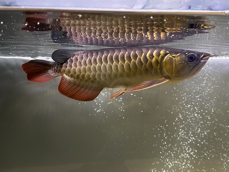 Riyadh, Pet Supplies, SAR 3600,  Asian Arowana For Sale