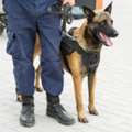 K9 Dog Security Services For Advanced Detection & Protection