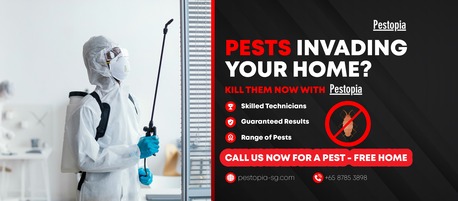 Singapore, Pest Control, Book Pest Control Services SG