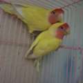 SAR 320,  Love Birds Lutino Breeding Pair With Cage.