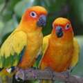 SAR 1950,  Sun Conure Breeding Pair With Cage And Breeding Box.