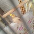 SAR 500,  Cocktail Birds Pair For Sale (with Cage)