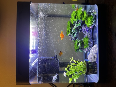 Jeddah, Pet Supplies, SAR 120,  Fish Aquarium