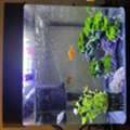SAR 120,  Fish Aquarium