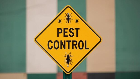 Riyadh, Pest Control, Royal Garden And PEST CONTROL (Home  Cleaning, Indoor And Outdoor Gardening Services)