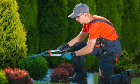 Riyadh, Pest Control, Royal Garden And PEST CONTROL (Home  Cleaning, Indoor And Outdoor Gardening Services)