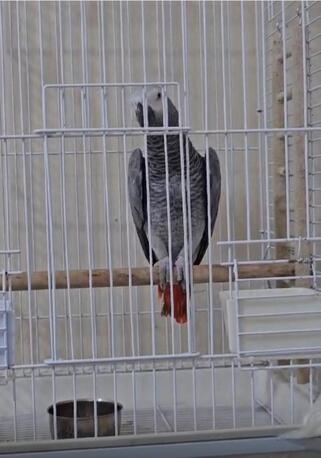 Riyadh, Lost & Found, Lost My African Grey Parrot