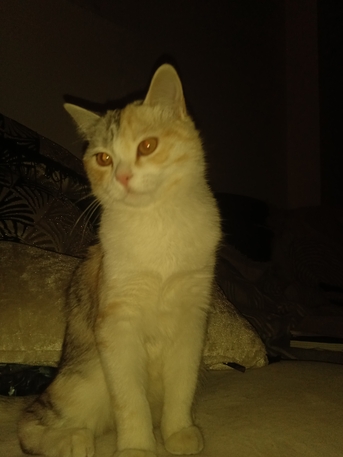 Amman, Pet Supplies, JOD 34,  قط شيرازي بلدي مع اغراضه