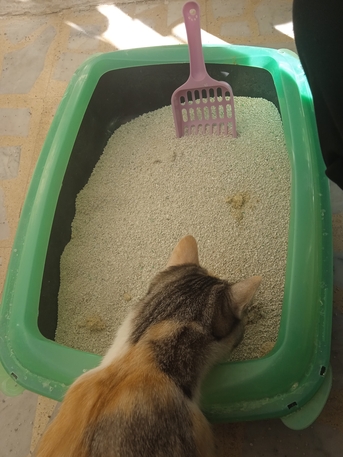 Amman, Pet Supplies, JOD 34,  قط شيرازي بلدي مع اغراضه