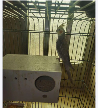 Al Olaya, Pet Supplies, SAR 200,  Cockatiel Bird , Parrot,male