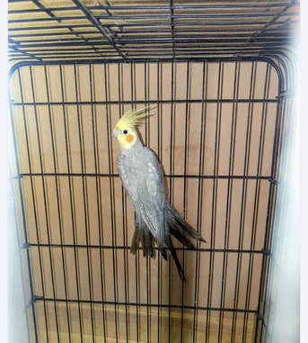 Al Olaya, Pet Supplies, SAR 200,  Cockatiel Bird , Parrot,male