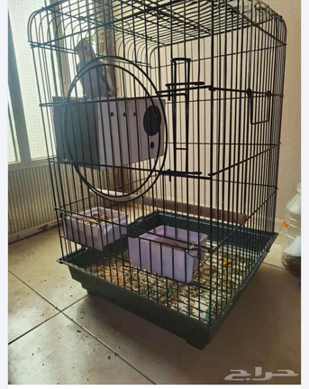 Al Olaya, Pet Supplies, SAR 200,  Cockatiel Bird , Parrot,male