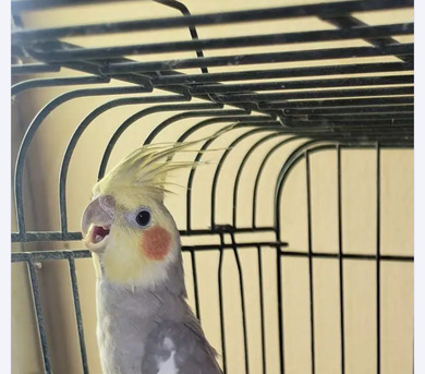 Al Olaya, Pet Supplies, SAR 200,  Cockatiel Bird , Parrot,male