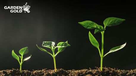 Mumbai, Farm & Garden, Uses Of Vermicompost To Improve Soil Fertility Naturally