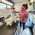 Mobile Grooming For Busy Pet Owners In Dunedin Who Want Calm, Clean Results