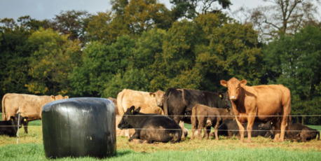 London, Farm/Garden, Innovation In Pasture-Based Production
