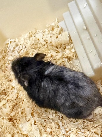 Riyadh, Pet Supplies, SAR 120,  Selling Hamster Black With Cage