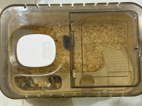 Riyadh, Pet Supplies, SAR 120,  Selling Hamster Black With Cage