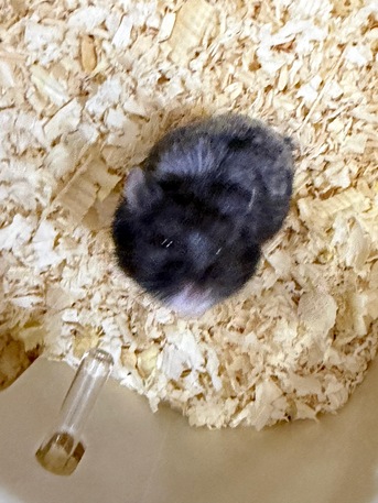 Riyadh, Pet Supplies, SAR 120,  Selling Hamster Black With Cage