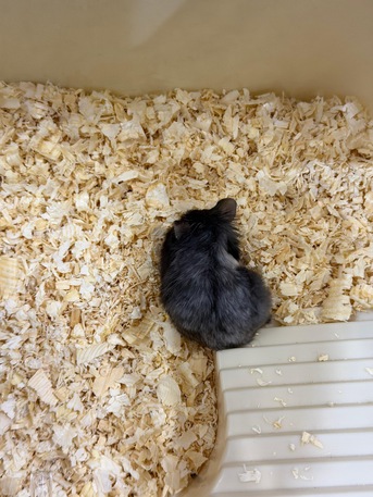 Riyadh, Pet Supplies, SAR 120,  Selling Hamster Black With Cage