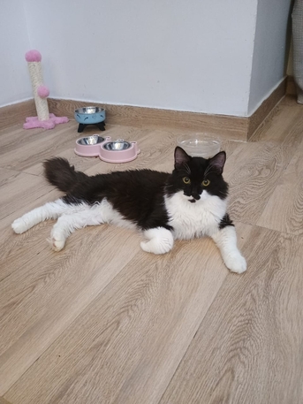 Makkah, Free Items, Cat For Adoption In Makkah