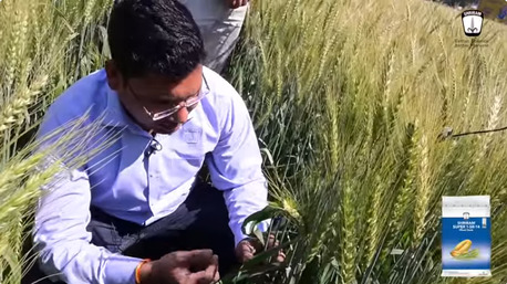 Mumbai, Farm/Garden, Profitable Wheat Farming Made Easy With Shriram Super 1 SR 14