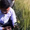Profitable Wheat Farming Made Easy With Shriram Super 1 SR 14