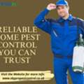 Check Out Trusted Pest Control Solutions And Services In The UK