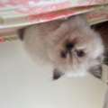 SAR 550,  I Am Selling My 2 Month Old Kitten (Himalayan)
