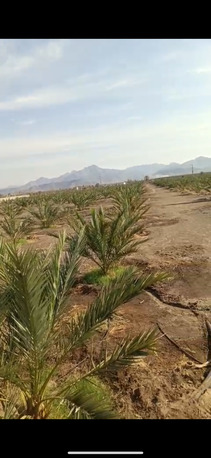 Madinah, Agricultural Land, SAR 150000,  65000 Sq. Meter,  FARM FOR RENT MADINAH- 600 AJWA TREES, 400 OTHER DATE TREES