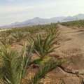 SAR 150000,  65000 Sq. Meter,  FARM FOR RENT MADINAH- 600 AJWA TREES, 400 OTHER DATE TREES