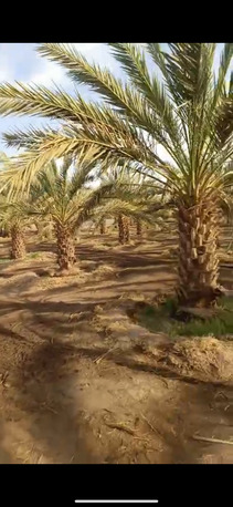 Madinah, Agricultural Land, SAR 150000,  65000 Sq. Meter,  FARM FOR RENT MADINAH- 600 AJWA TREES, 400 OTHER DATE TREES