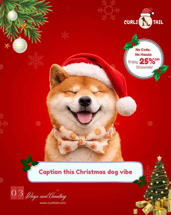 Boston, Pet Supplies, USD 28,  Dog Collar With Flower - Floral Dog Collars By CurliTail