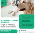Same-Day Pet Stain Removal Melbourne