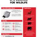 How Do GPS Collars For Wildlife Help Researchers Track And Protect Animals?