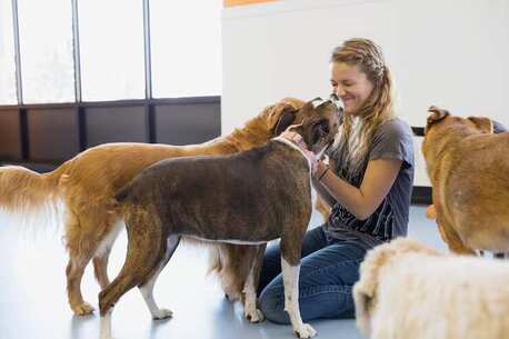 Chennai, Pet Sitting, Dog Hostel In Chennai