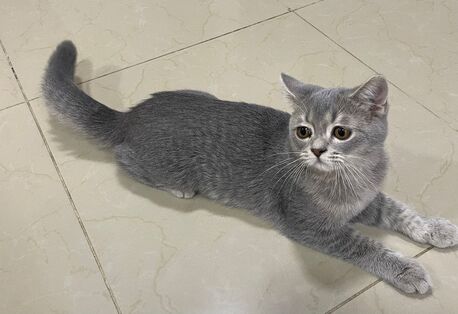 Riyadh, Pet Adoption, Free Kitten