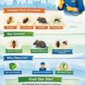 Need Pest Control In Lucknow? Professional Services Available