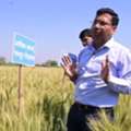 Shriram Super 1-SR-14 Wheat Seeds &ndash; High Yield & Premium Rabi Crop
