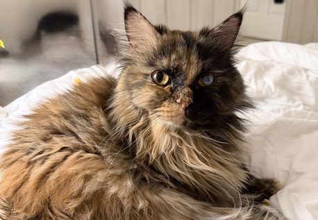 Al Nakheel, Pet Adoption, Cat For Adoption