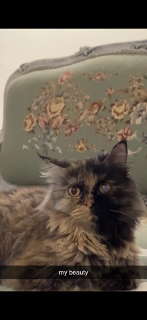 Al Nakheel, Pet Adoption, Cat For Adoption