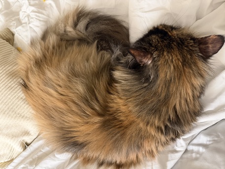 Al Nakheel, Pet Adoption, Cat For Adoption