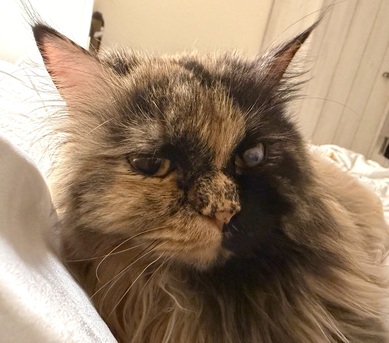 Al Nakheel, Pet Adoption, Cat For Adoption