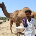 Is Camel Milk High In Sugar?