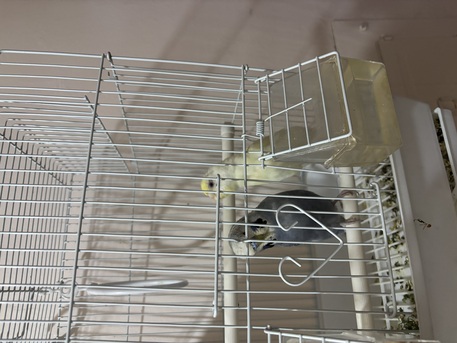Riyadh, Pet Supplies, SAR 130,  Budgies