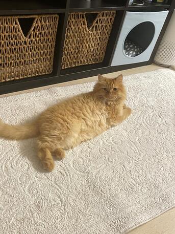 Al Faisaliyah, Pet Supplies, Free Cats For Adoption