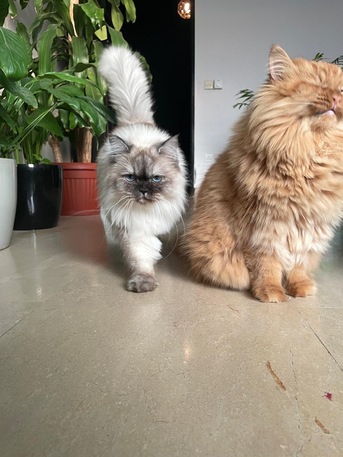 Al Faisaliyah, Pet Supplies, Free Cats For Adoption