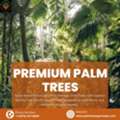 Shop Premium Palm Trees In Grenada