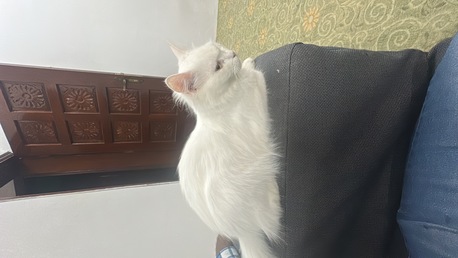 Al Rehab, Pet Supplies, SAR 1,  Cat For Adoption